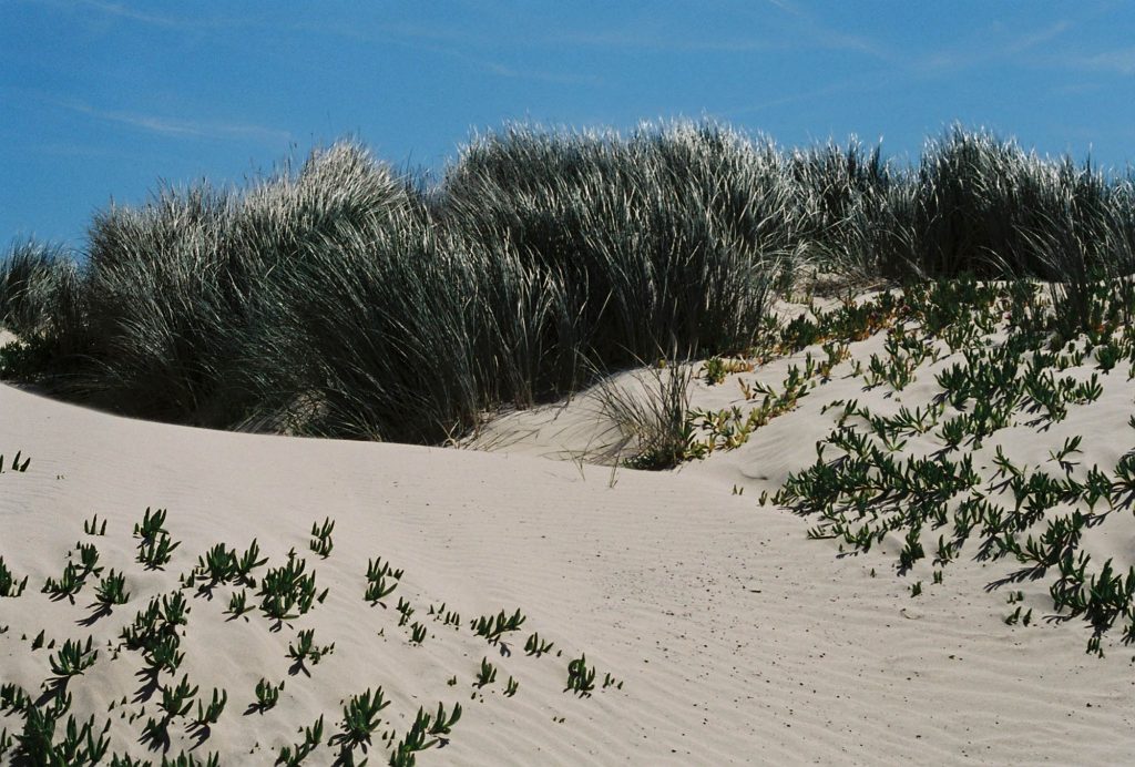 35mm film photo by Amelie Chabot