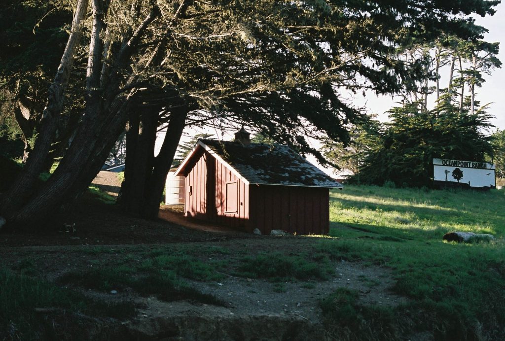 35mm film photo by Amelie Chabot