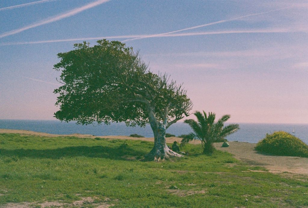 Tree by Amelie Chabot 35mm film photography