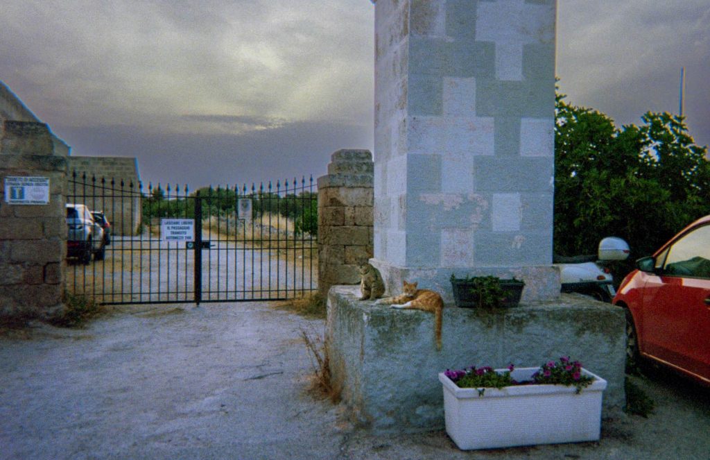 35mm film photo by Amelie Chabot